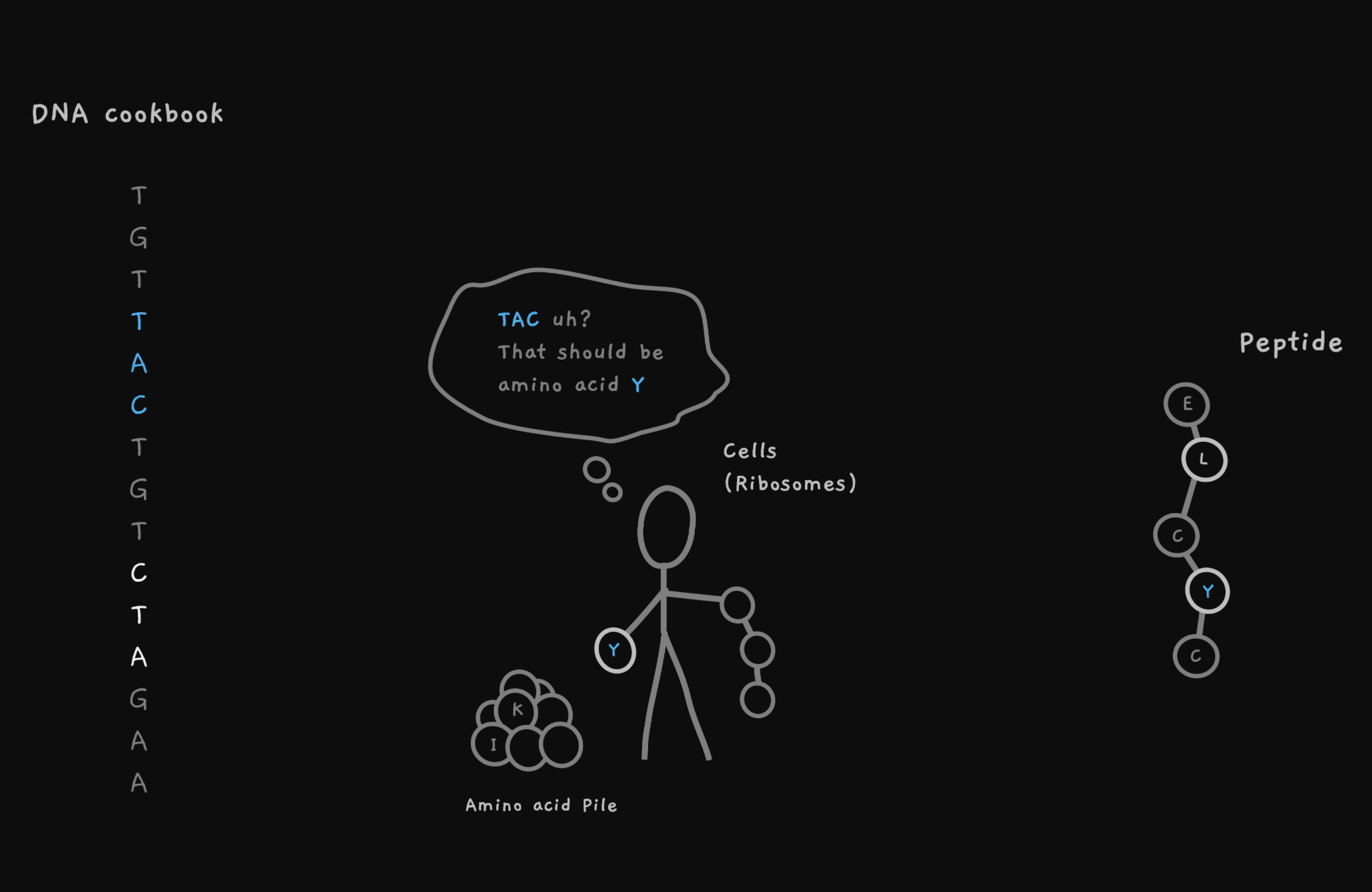 Peptide De Novo Sequencing  What are the ingredients of that delicious pizza?